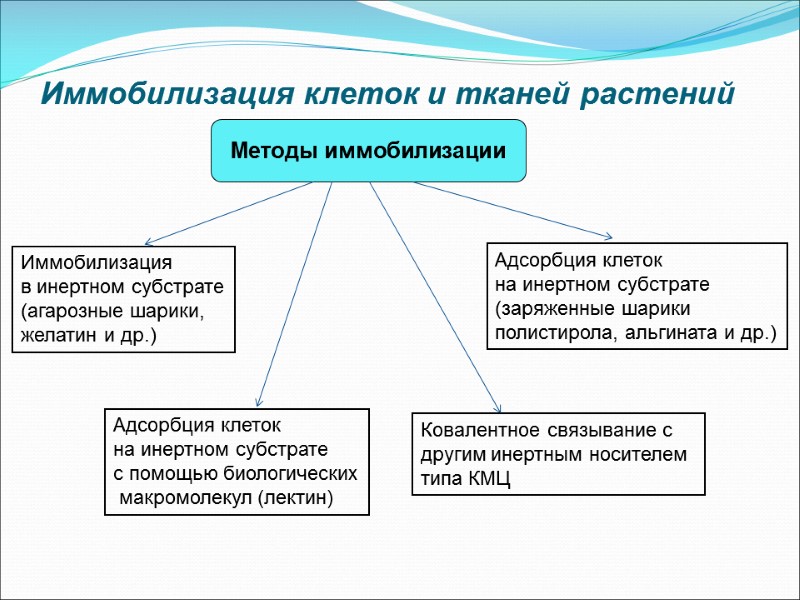Иммобилизация клеток и тканей растений Методы иммобилизации Иммобилизация  в инертном субстрате (агарозные шарики,